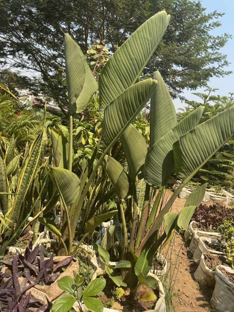 White Bird of Paradise (Strelitzia nicolai) - Petal Paradise Nursery Kigali
