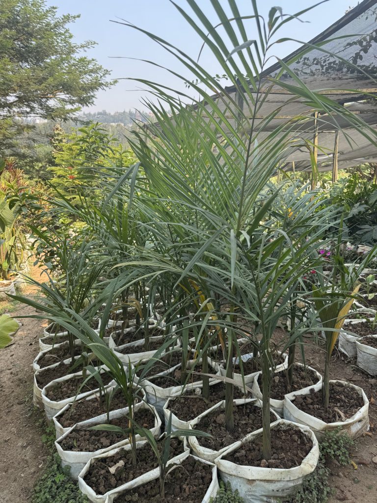 Majesty Palm (Ravenea rivularis) - Petal Paradise Nursery Kigali