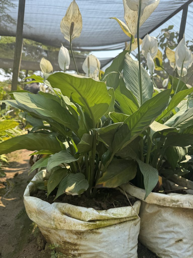 Peace Lily (Spathiphyllum sp.) - Petal Paradise Nursery Kigali