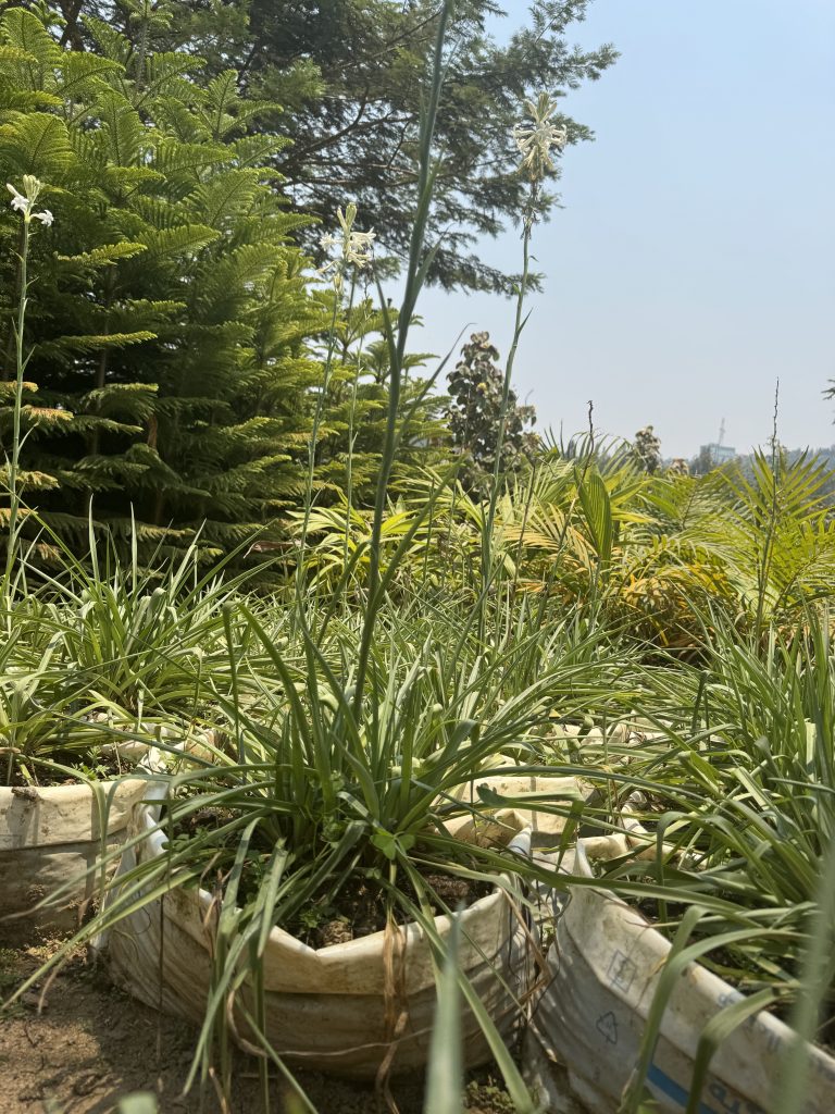 Agapanthus / African Lily (Agapanthus africanus) - Petal Paradise Nursery Kigali