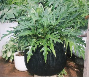 Split-Leaf Philodendron / Xanadu (Thaumatophyllum xanadu) - Petal Paradise Nursery Kigali