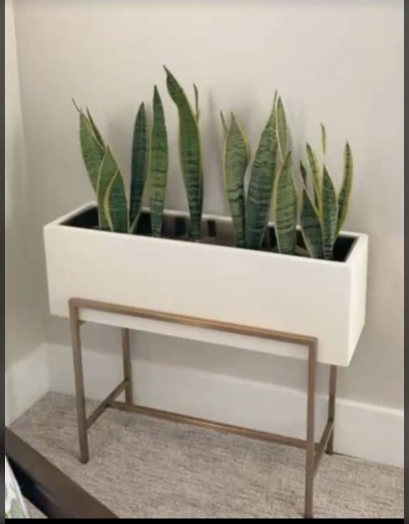 Snake Plant (Sansevieria trifasciata) - Petal Paradise Nursery Kigali