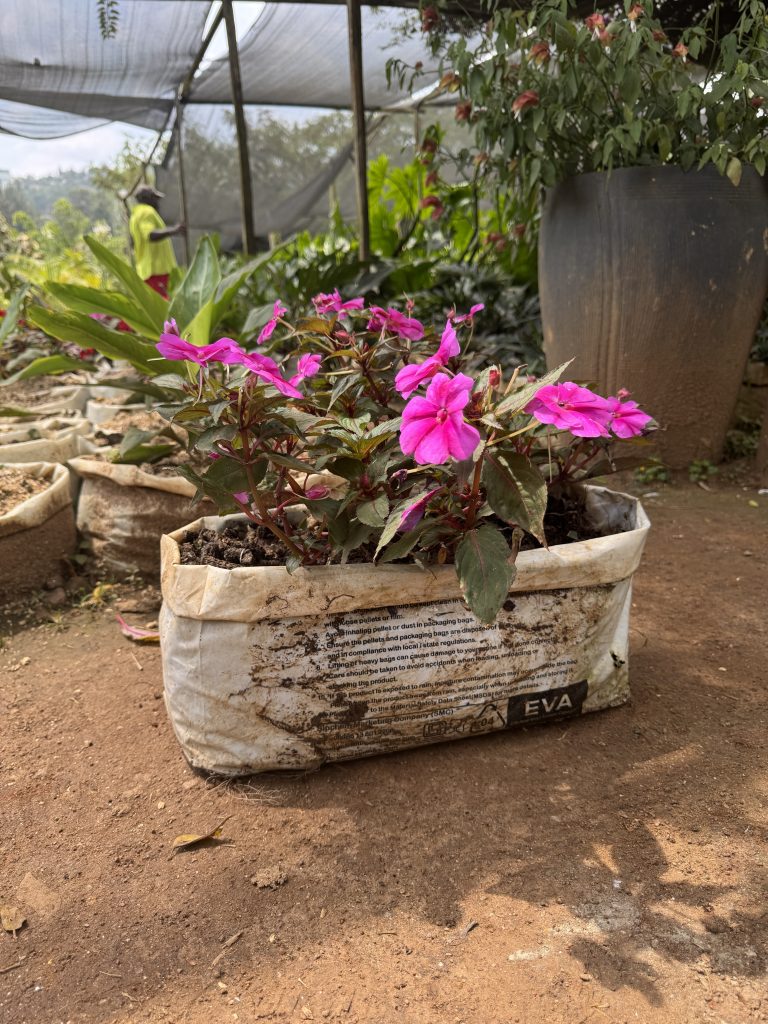 Impatiens / Busy Lizzie (Impatiens walleriana) - Petal Paradise Nursery Kigali