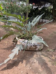 Silver Philodendron (Philodendron sp.) - Petal Paradise Nursery Kigali