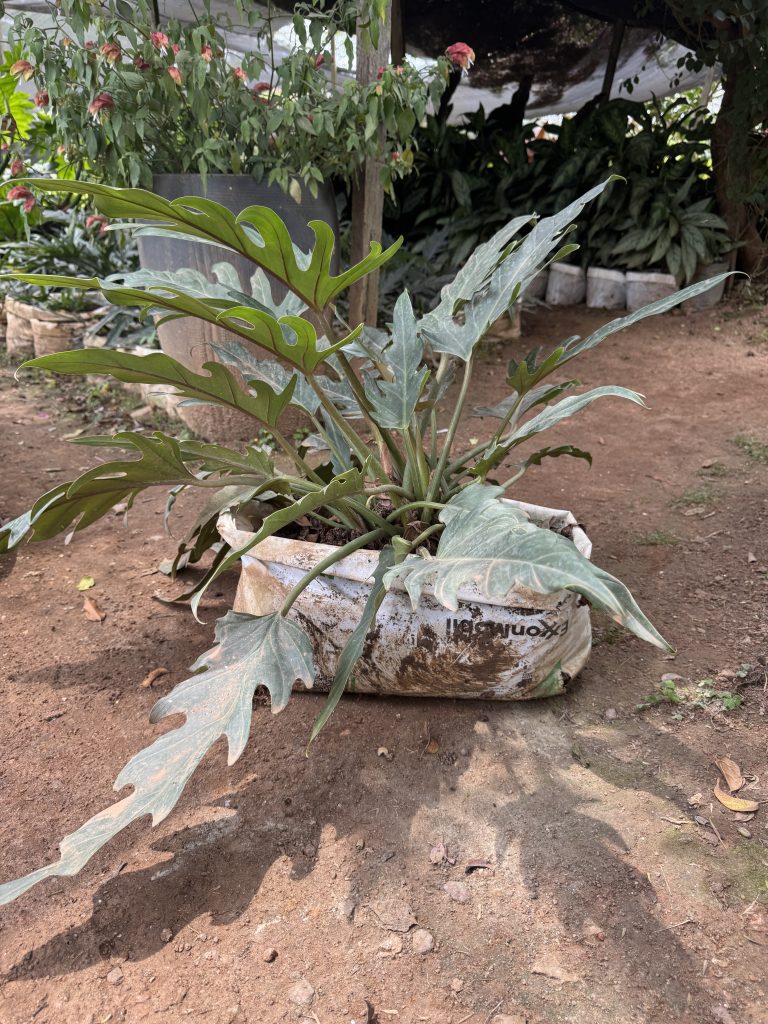 Silver Philodendron (Philodendron sp.) - Petal Paradise Nursery Kigali