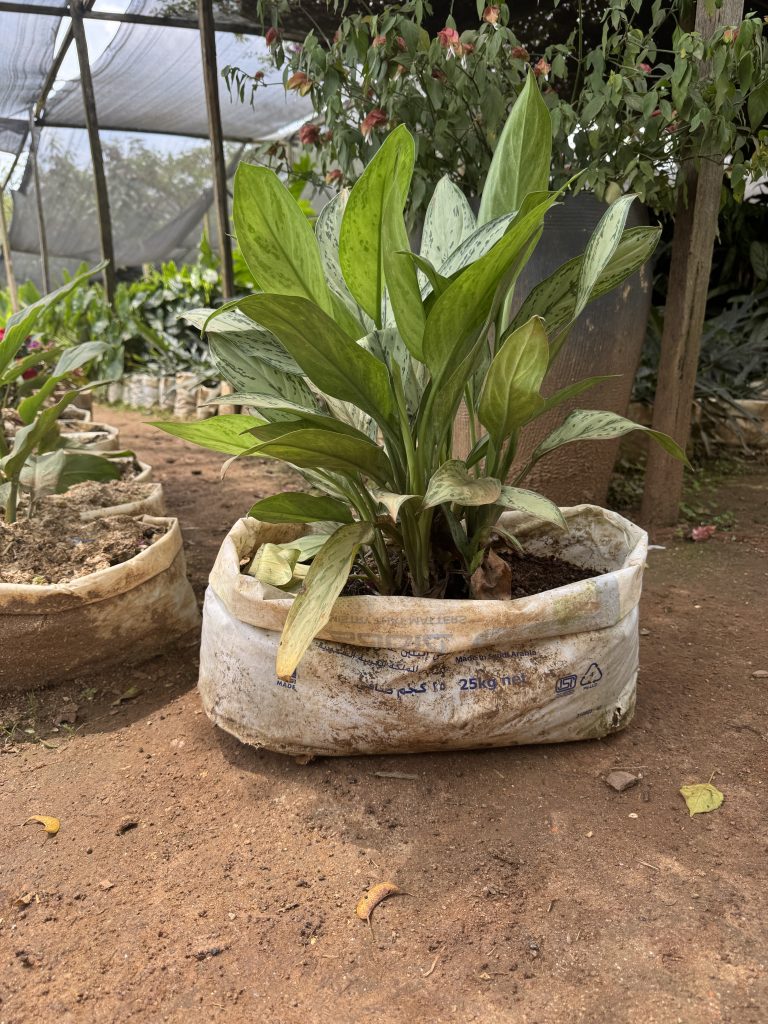 Chinese Evergreen (Aglaonema sp.) - Petal Paradise Nursery Kigali