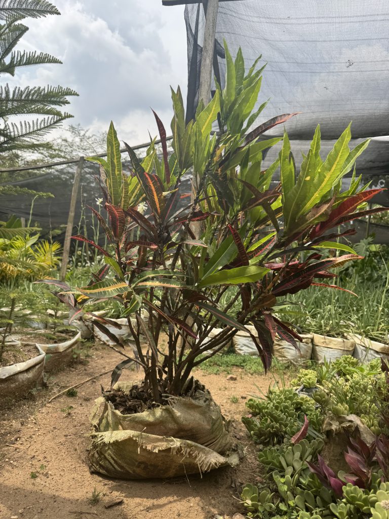 Croton (Codiaeum variegatum) - Petal Paradise Nursery Kigali