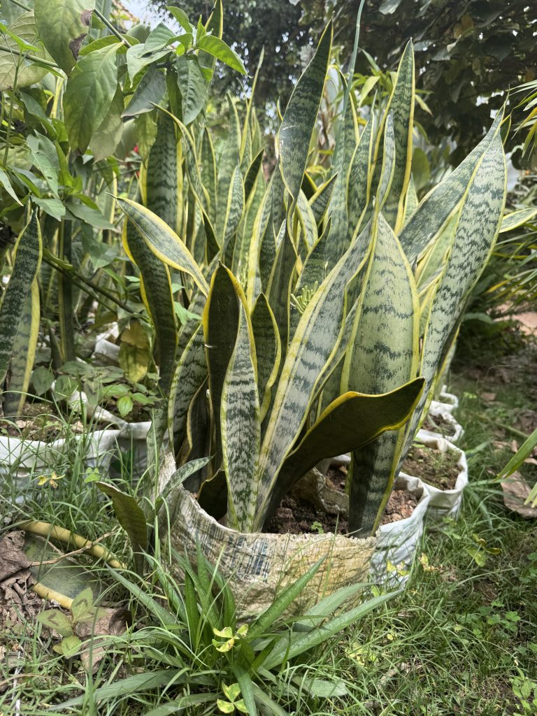 Snake Plant 'Laurentii' (Sansevieria trifasciata 'Laurentii') - Petal Paradise Nursery Kigali