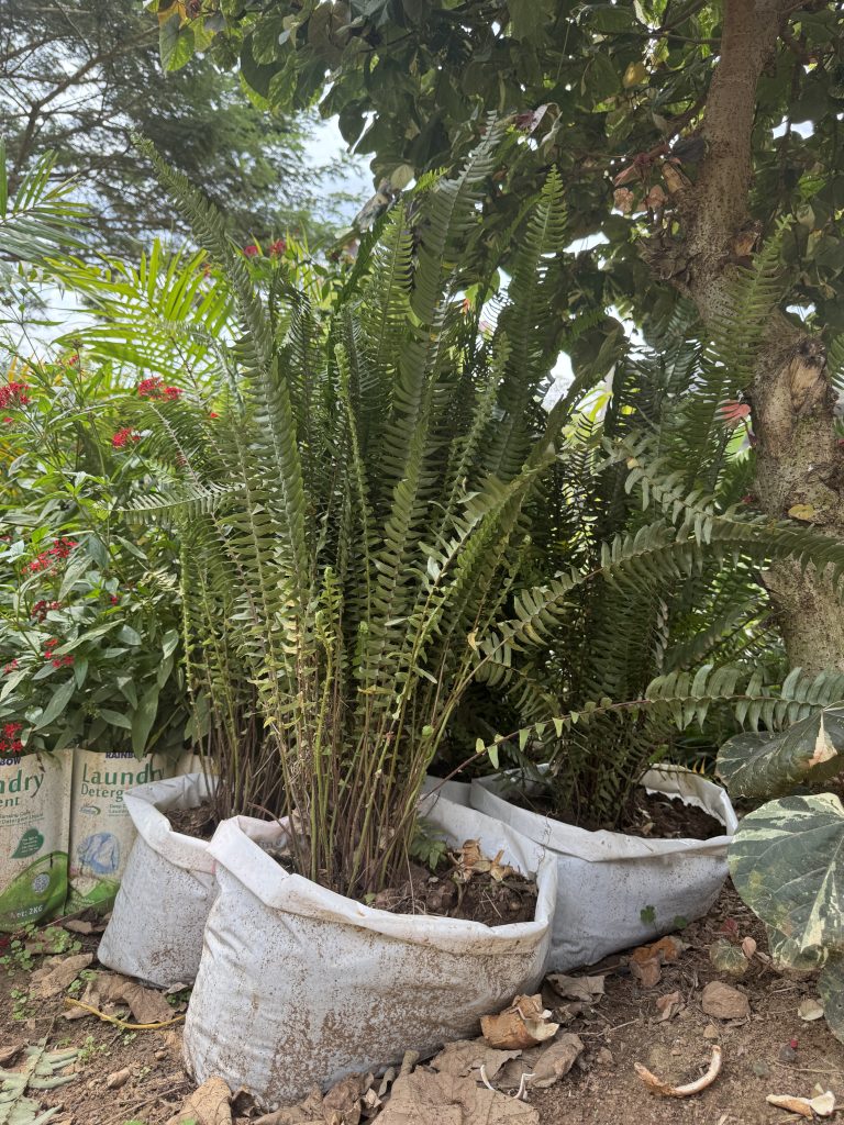 Sword Fern / Blechnum (Blechnum gibbum) - Petal Paradise Nursery Kigali