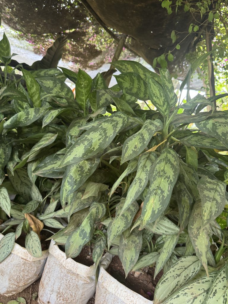 Chinese Evergreen (camouflage) (Aglaonema sp.) - Petal Paradise Nursery Kigali