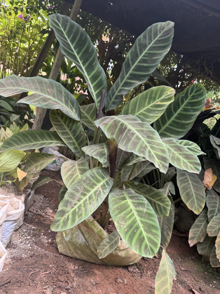 Calathea / Prayer Plant (Goeppertia sp.) - Petal Paradise Nursery Kigali