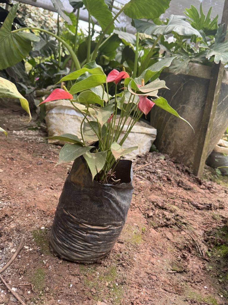 Anthurium / Flamingo Flower (Anthurium andraeanum) - Petal Paradise Nursery Kigali