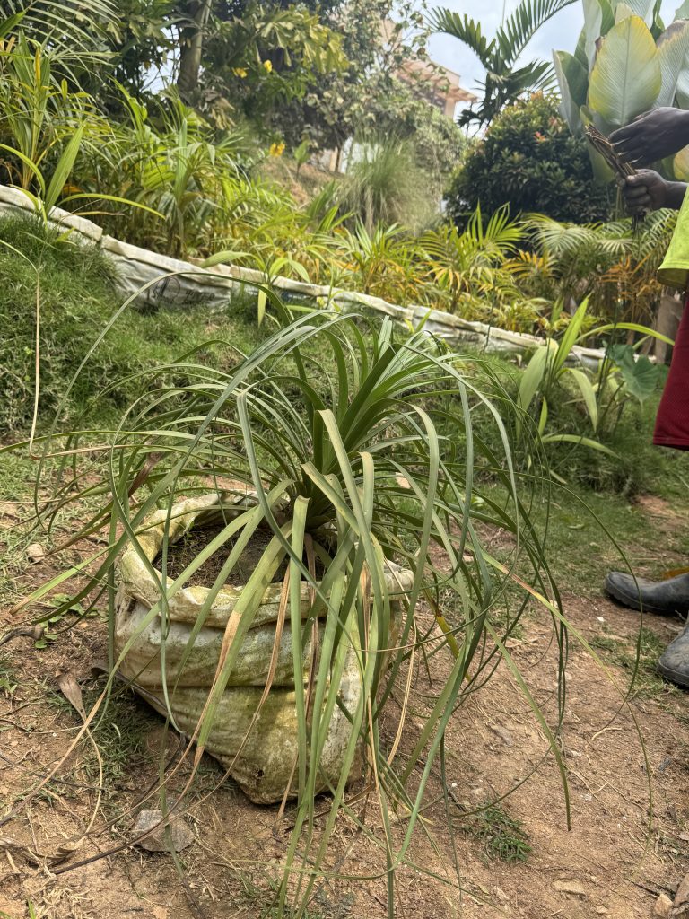 Ponytail Palm (Beaucarnea recurvata) - Petal Paradise Nursery Kigali