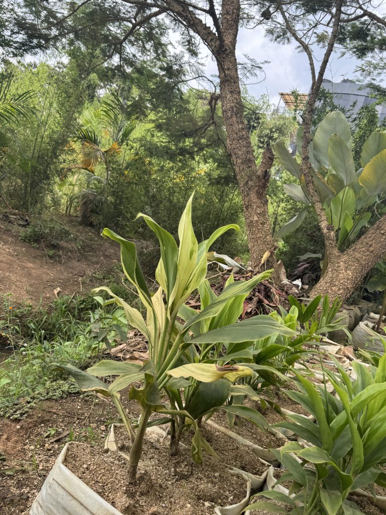 Dracaena / Corn Plant (Dracaena fragrans) - Petal Paradise Nursery Kigali