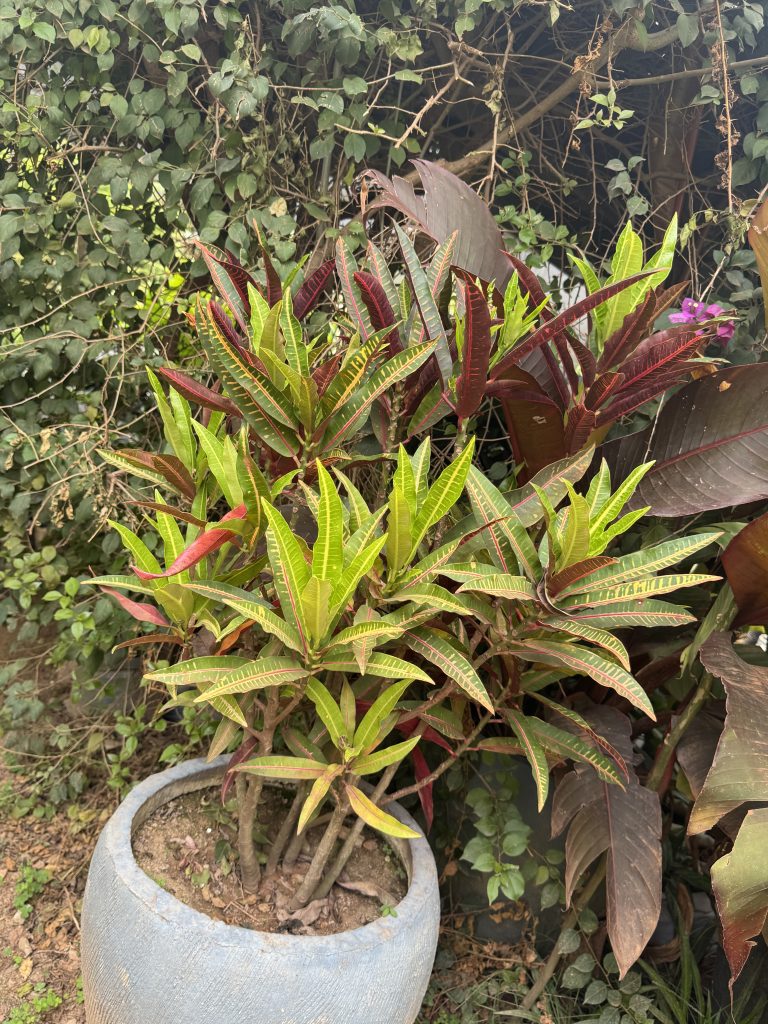 Croton (narrow-leaf) (Codiaeum variegatum) - Petal Paradise Nursery Kigali