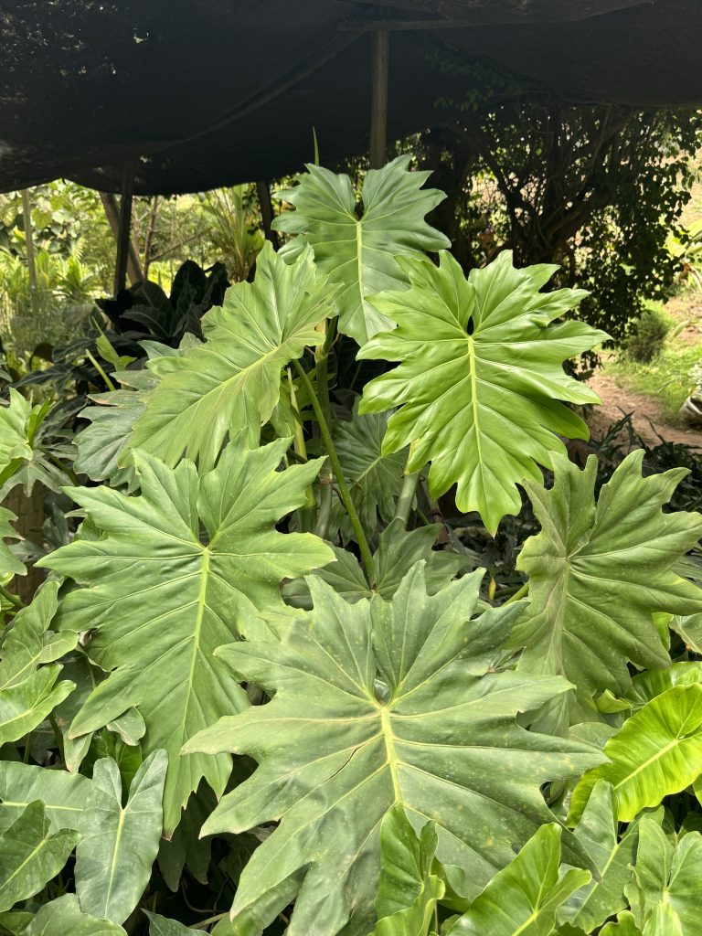 Tree Philodendron / Selloum (Thaumatophyllum bipinnatifidum) - Petal Paradise Nursery Kigali