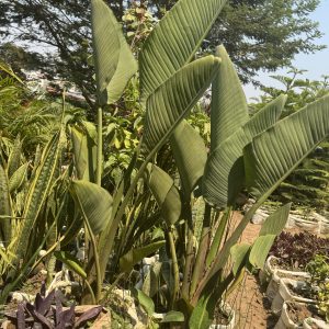 white bird of paradise