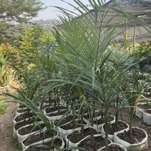 majesty palm