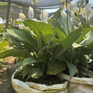 peace lily