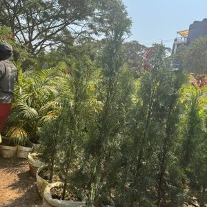 italian cypress