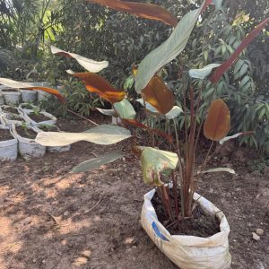 canna lily