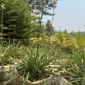 st joseph lily/ african lily