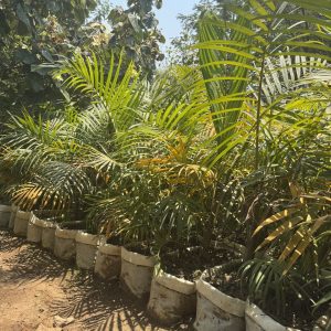 golden palm