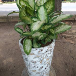 dumb cane