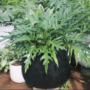 split leaf philodendron / xanadu