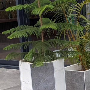 norfolk island pine / araucaria