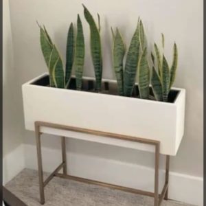 snake plant