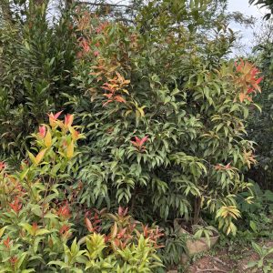 syzygium / red tip