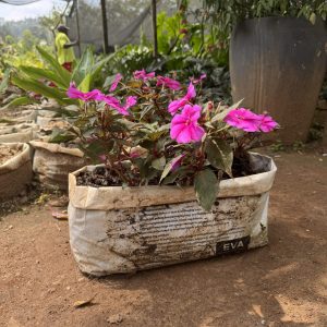 impatiens / busy lizzie
