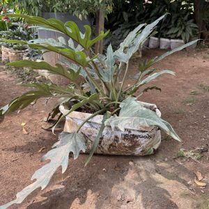 silver philodendron