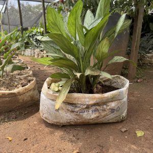chinese evergreen