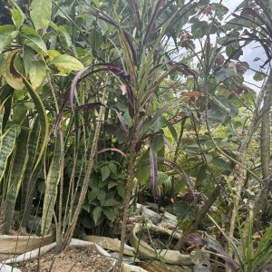 dracaena