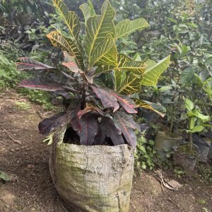 croton 'petra'
