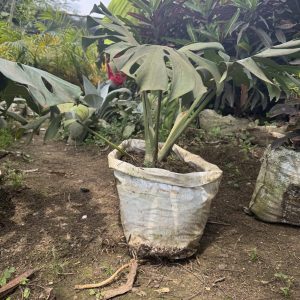 monstera / swiss cheese plant