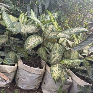 dumb cane (variegated)