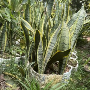 snake plant 'laurentii'