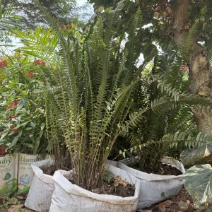 sword fern / blechnum