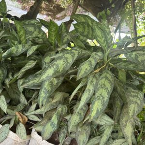chinese evergreen (camouflage)
