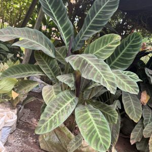 calathea / prayer plant