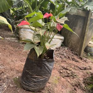 anthurium / flamingo flower