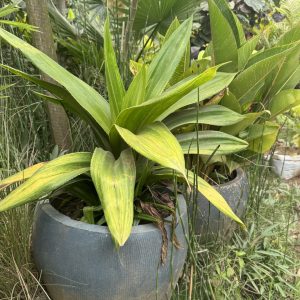 agave