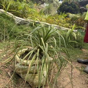 ponytail palm/ beaucarnea