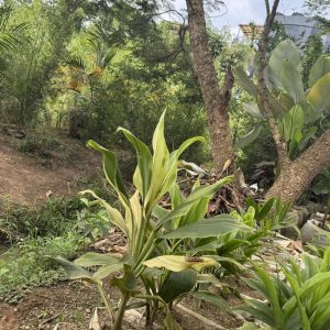 dracaena / corn plant