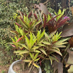 croton (narrow leaf)