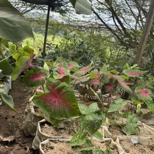 caladium / angel wings