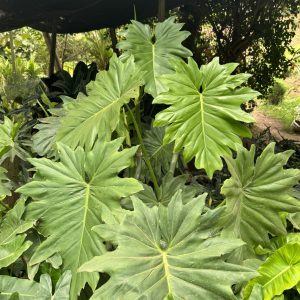 tree philodendron / selloum